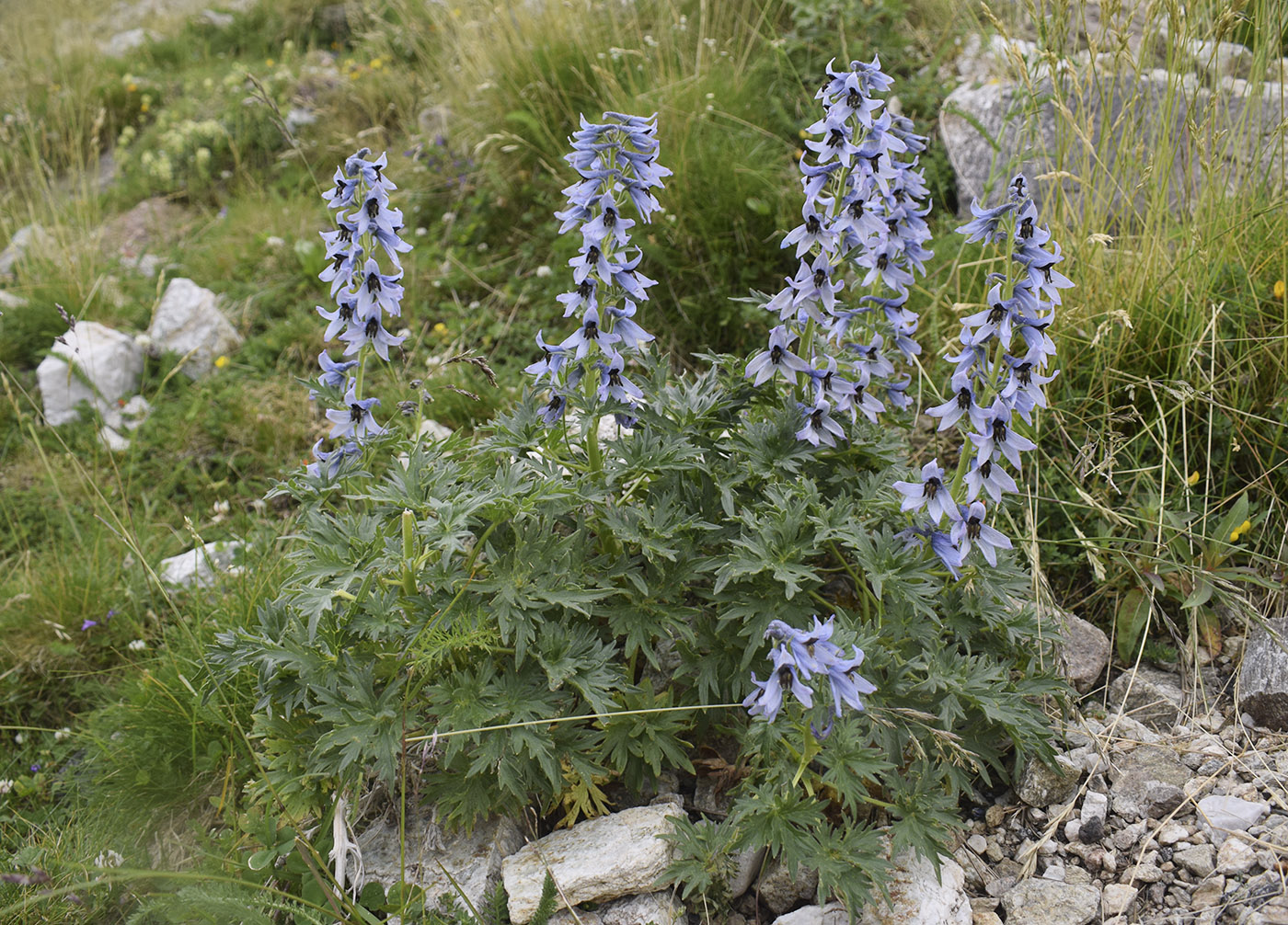 Изображение особи Delphinium montanum.