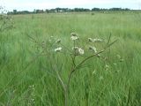 Cicuta virosa. Верхушка расцветающего растения. Хабаровский край, р-н им. Лазо, Оборская ветка, пойменный луг. 27.07.2013.