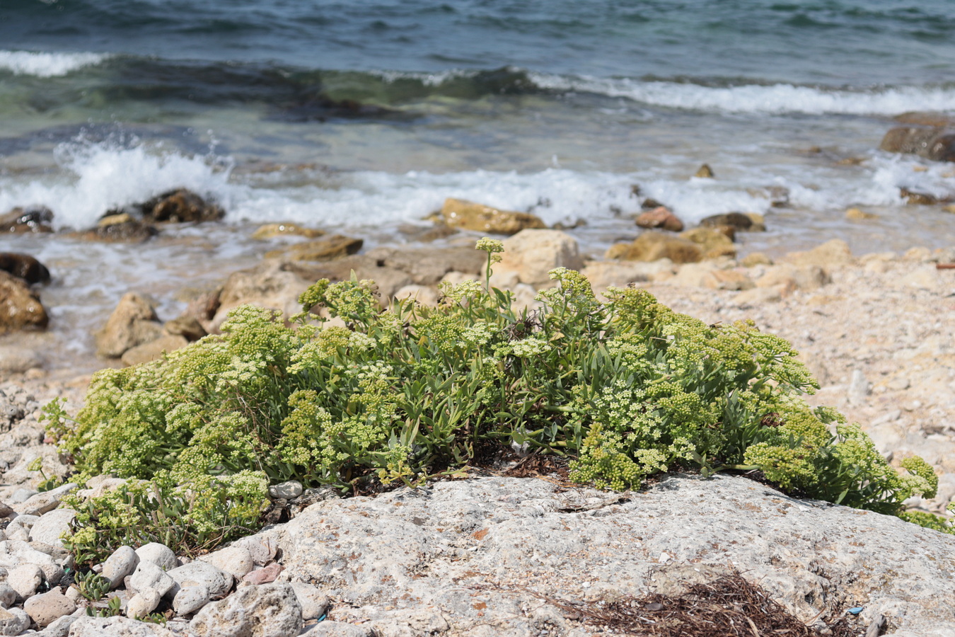 Изображение особи Crithmum maritimum.