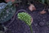 Arum elongatum