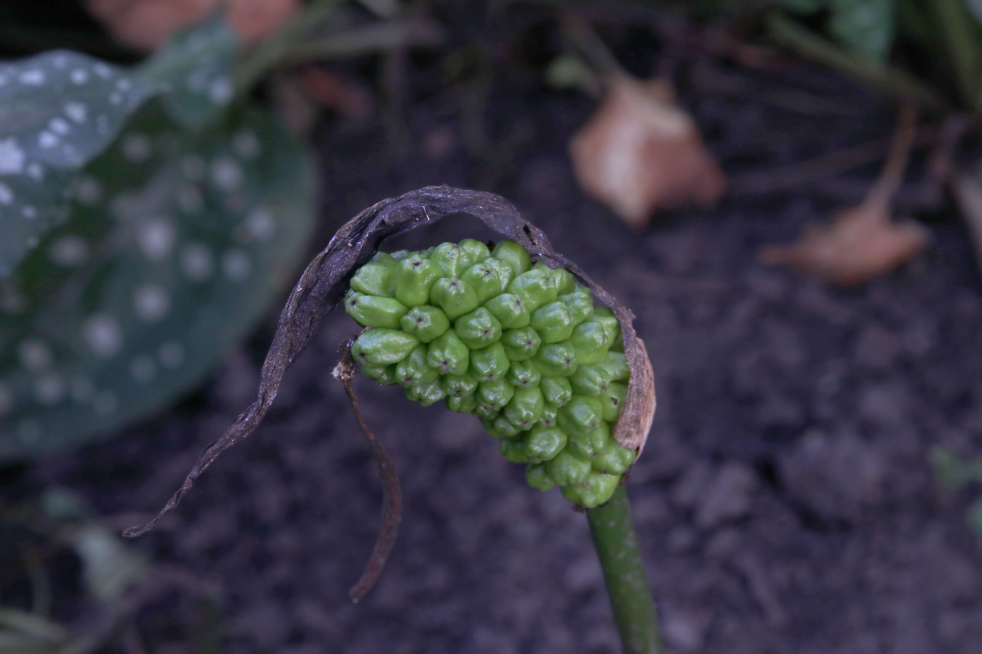 Изображение особи Arum elongatum.