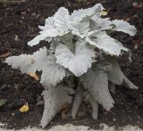 Senecio cineraria