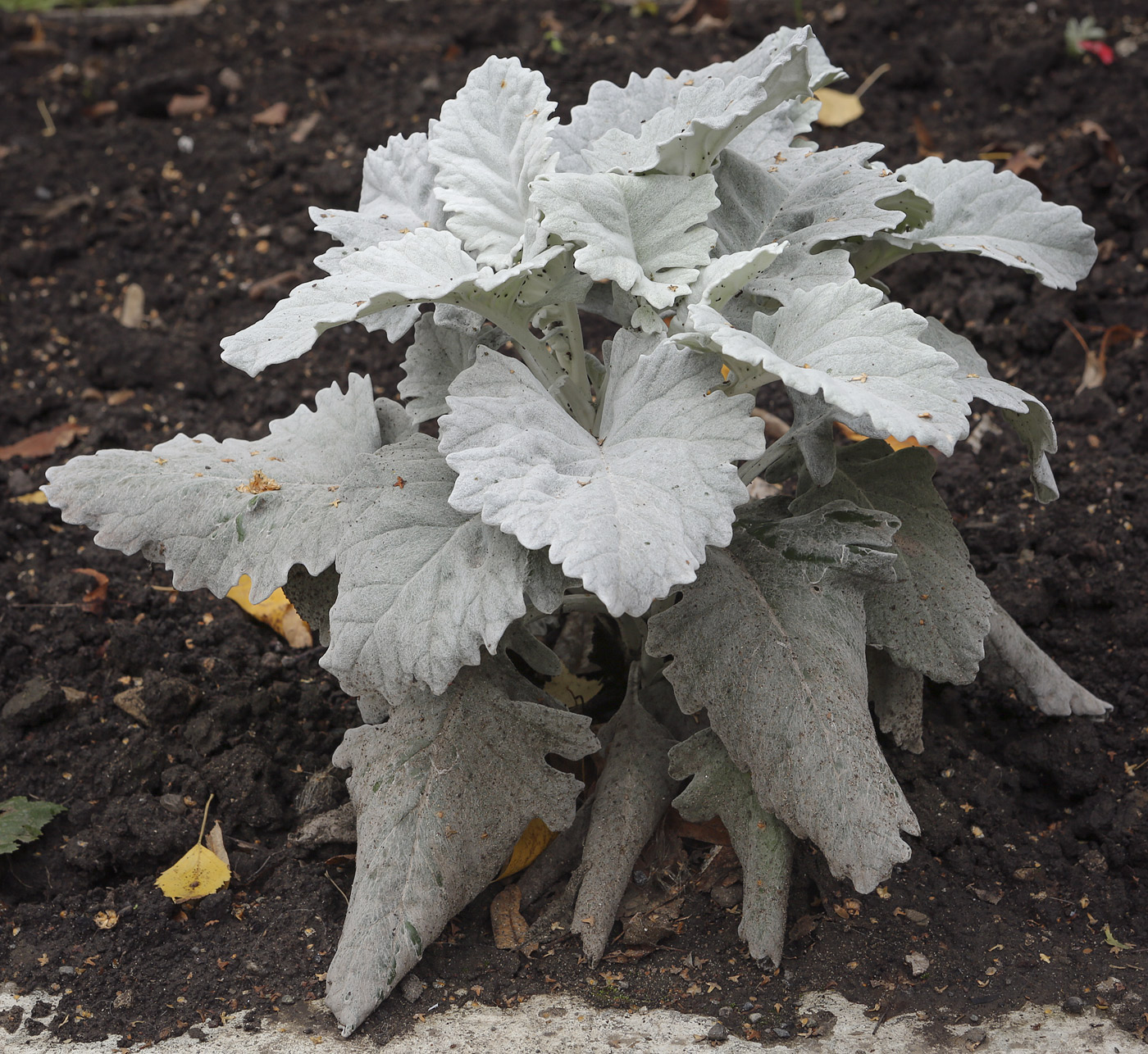 Image of Senecio cineraria specimen.