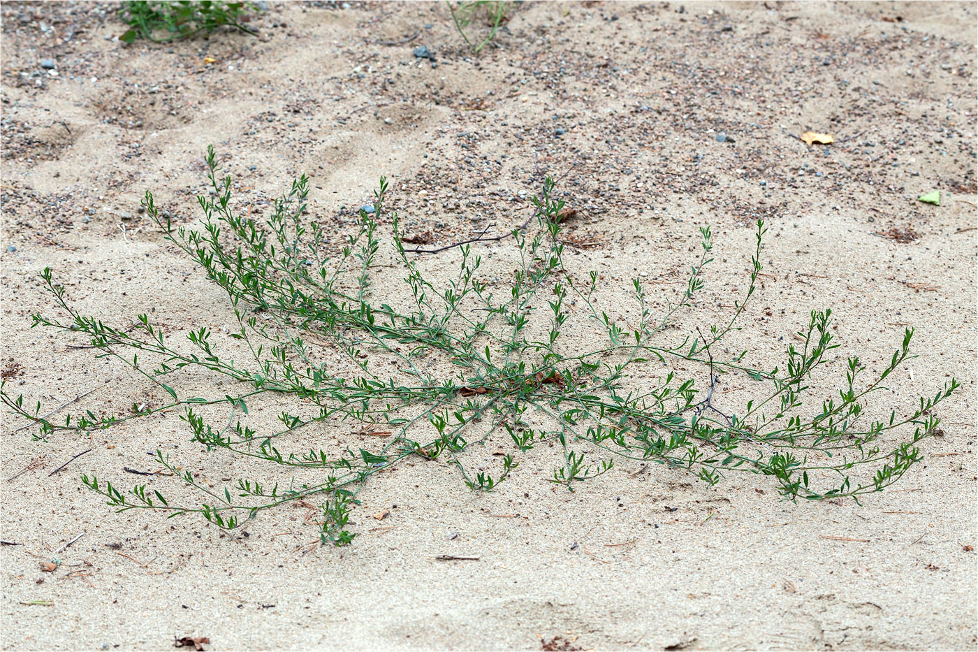 Изображение особи Polygonum aviculare.