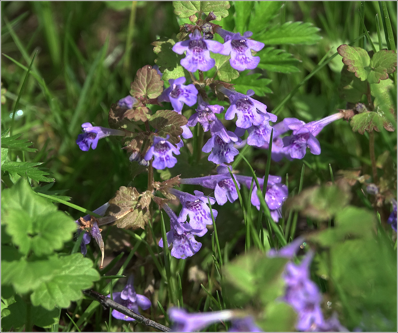 Image of Glechoma hederacea specimen.