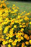 Tagetes tenuifolia. Цветущие растения. Санкт-Петербург, Петроградский р-н, Ботанический сад им. Петра Великого, около здания Гербария высших растений, в культуре. 28.09.2021.