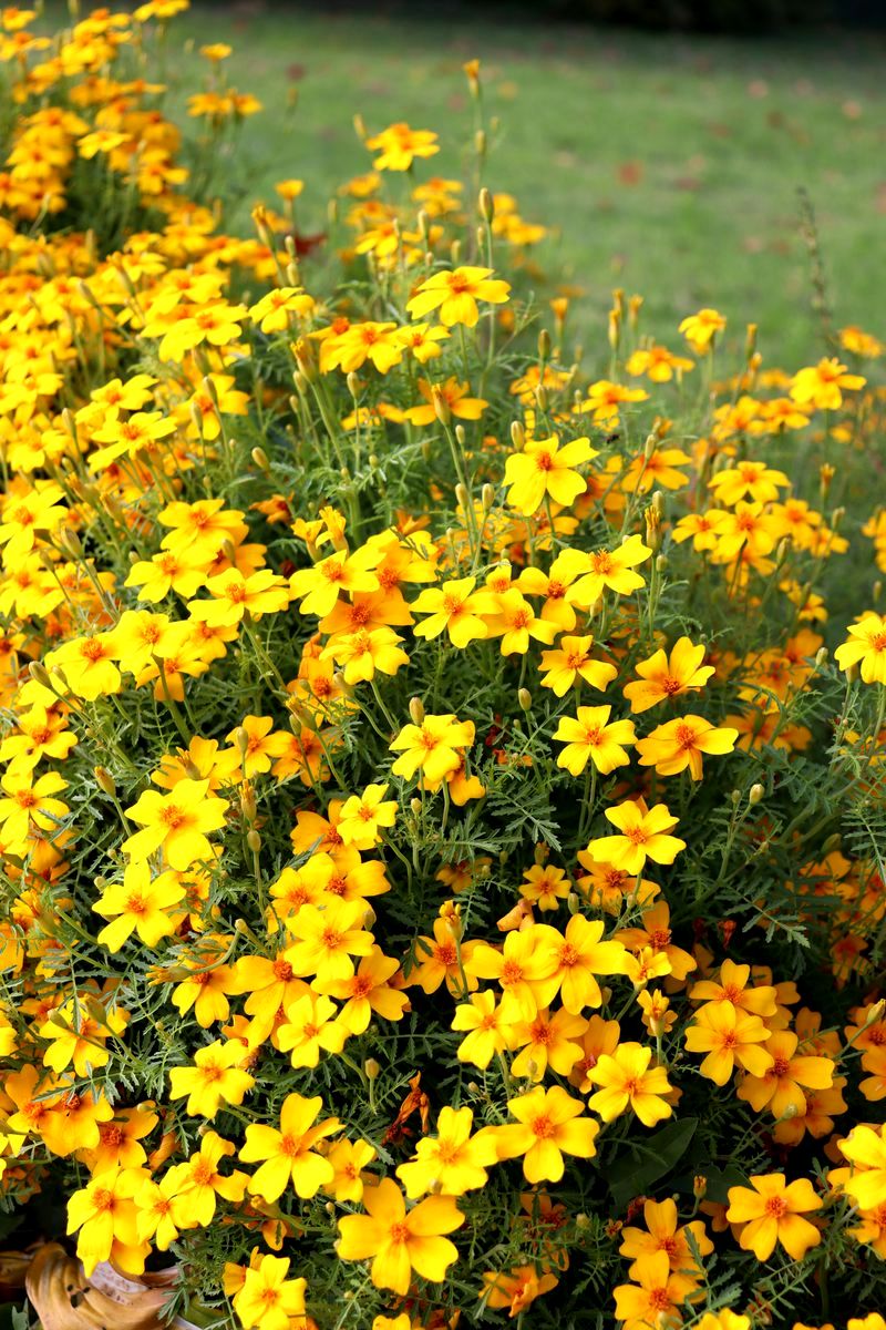 Изображение особи Tagetes tenuifolia.