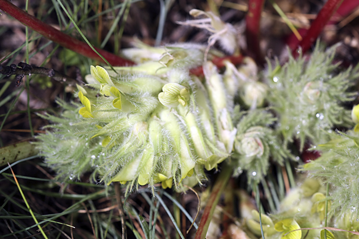 Изображение особи Astragalus subbarbellatus.