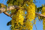 Cassia fistula. Часть ветви с соцветиями. Израиль, г. Ришон-ле-Цион, на набережной, в озеленении. 22.06.2019.
