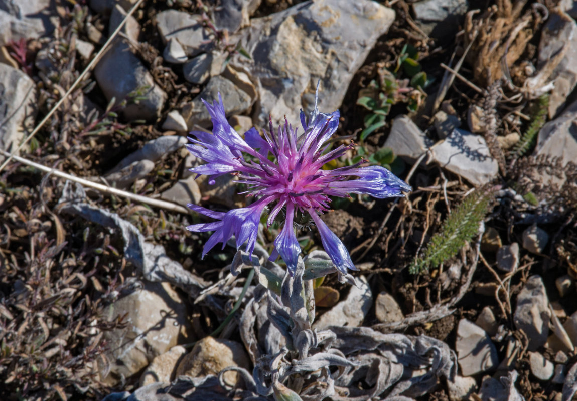 Изображение особи Centaurea fuscomarginata.