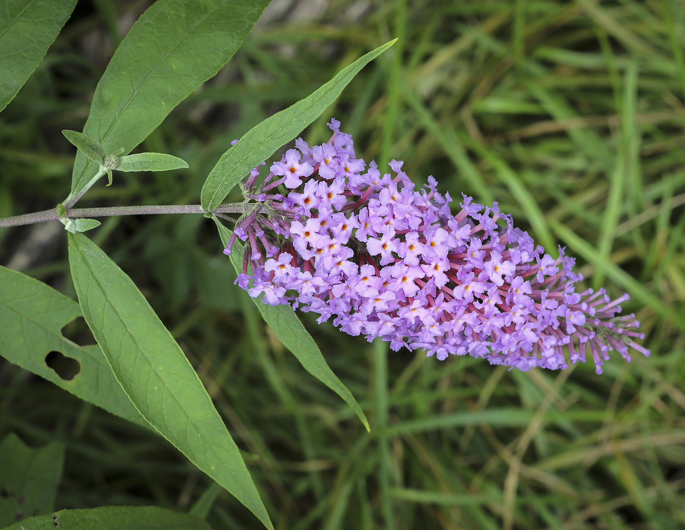 Image of Buddleja davidii specimen.