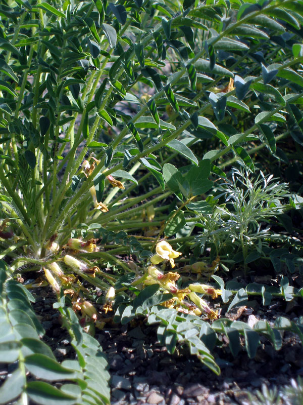 Image of Astragalus wolgensis specimen.