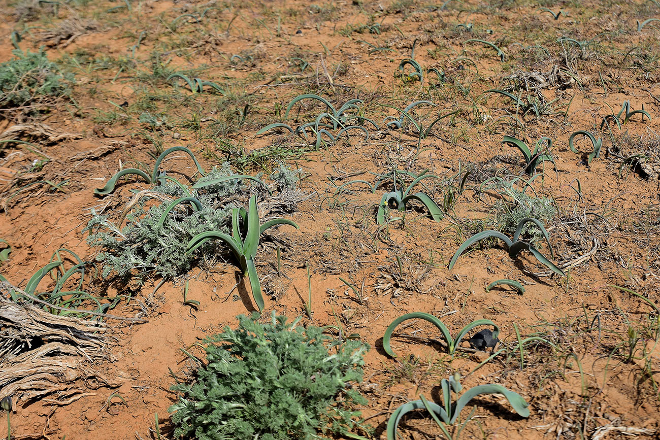 Image of Allium caspium specimen.