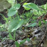 Aristolochia steupii