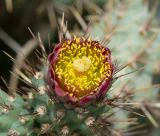 Cylindropuntia cholla. Цветок. Израиль, Шарон, г. Тель-Авив, ботанический сад \"Сад кактусов\". 29.08.2019.