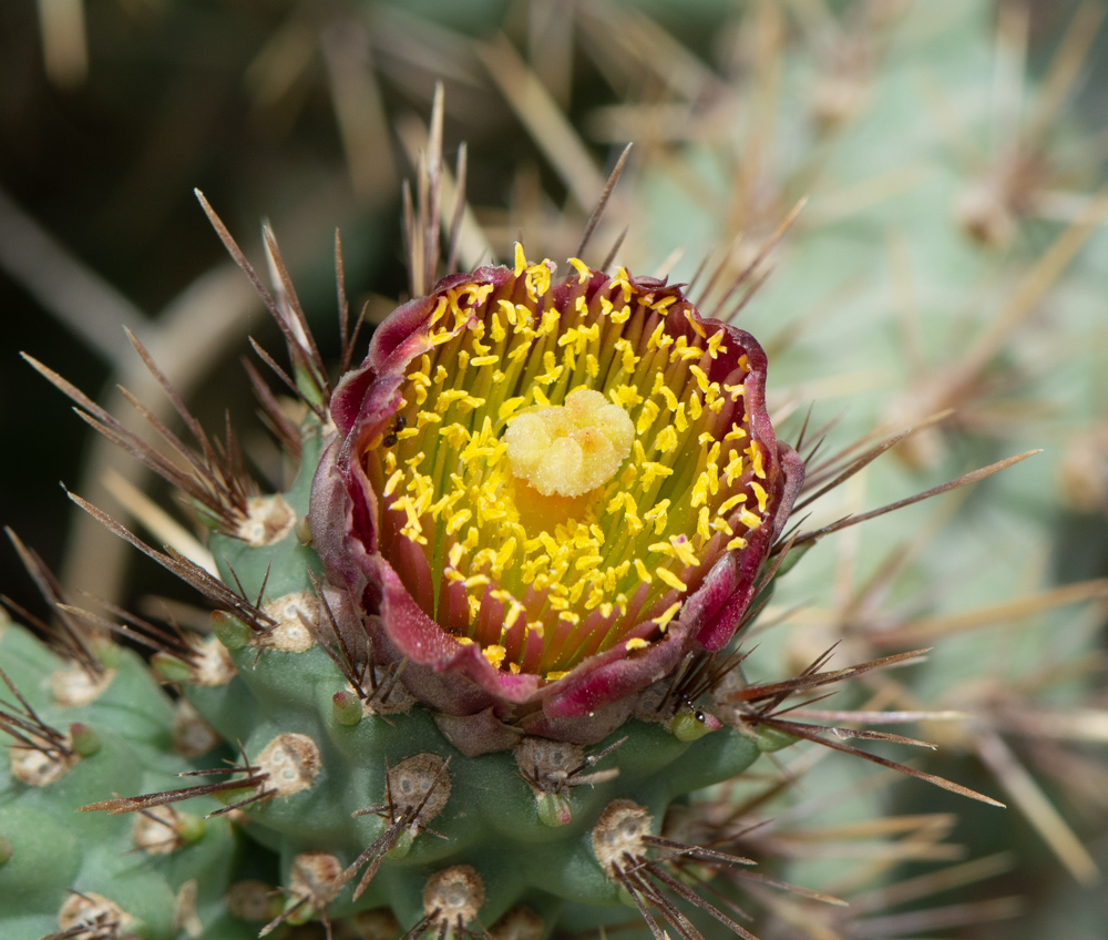 Изображение особи Cylindropuntia cholla.