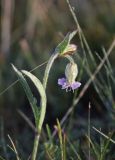 Gastrolychnis brachypetala