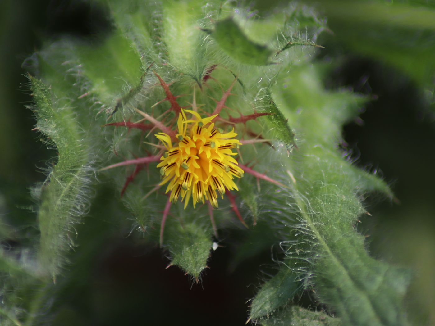 Изображение особи Centaurea benedicta.