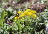 Draba hispida