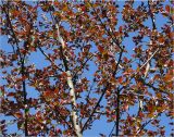 Malus niedzwetzkyana