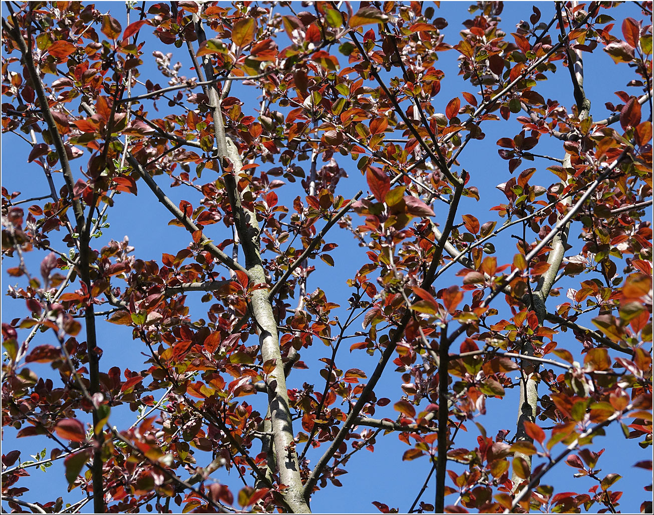 Image of Malus niedzwetzkyana specimen.