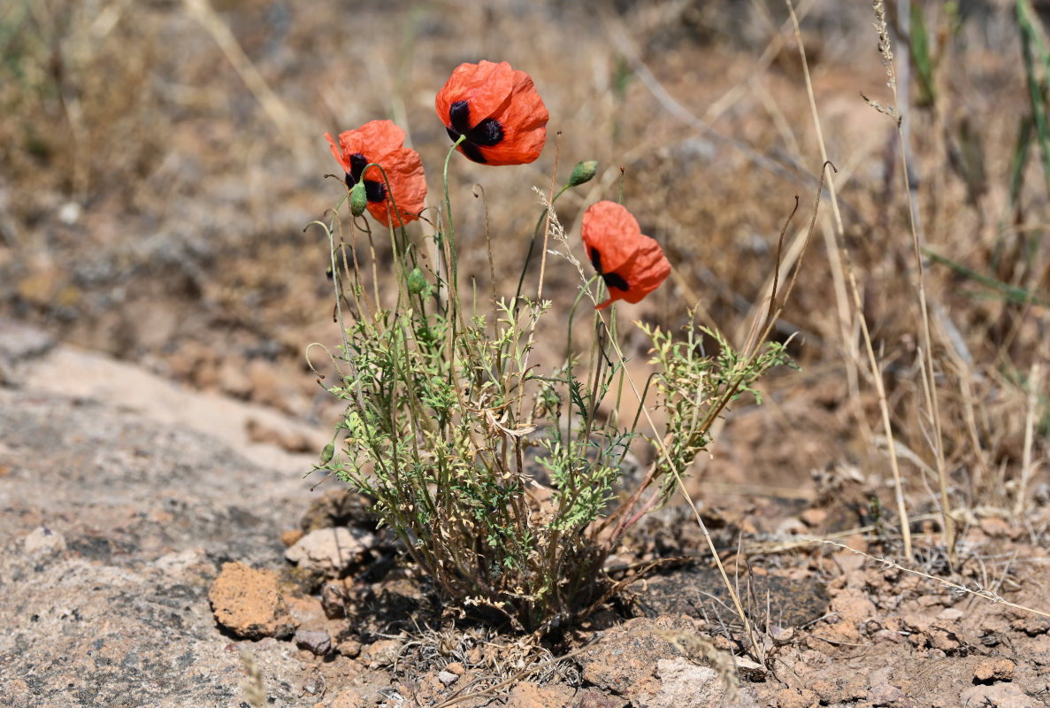 Изображение особи род Papaver.