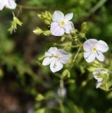 genus Veronica. Цветки. Республика Ингушетия, Джейрахский р-н, окр. ур. Меллер, выс. 1630 м н.у.м., луг. 19.06.2022.
