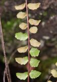 Asplenium trichomanes