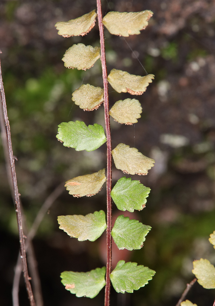 Image of Asplenium trichomanes specimen.