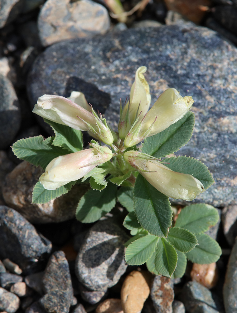 Изображение особи Trifolium eximium.