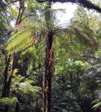 семейство Cyatheaceae. Взрослое растение. Новая Зеландия, Северный остров, р-н Нортленд, национальный парк \"Waipoua\". 18.12.2013.