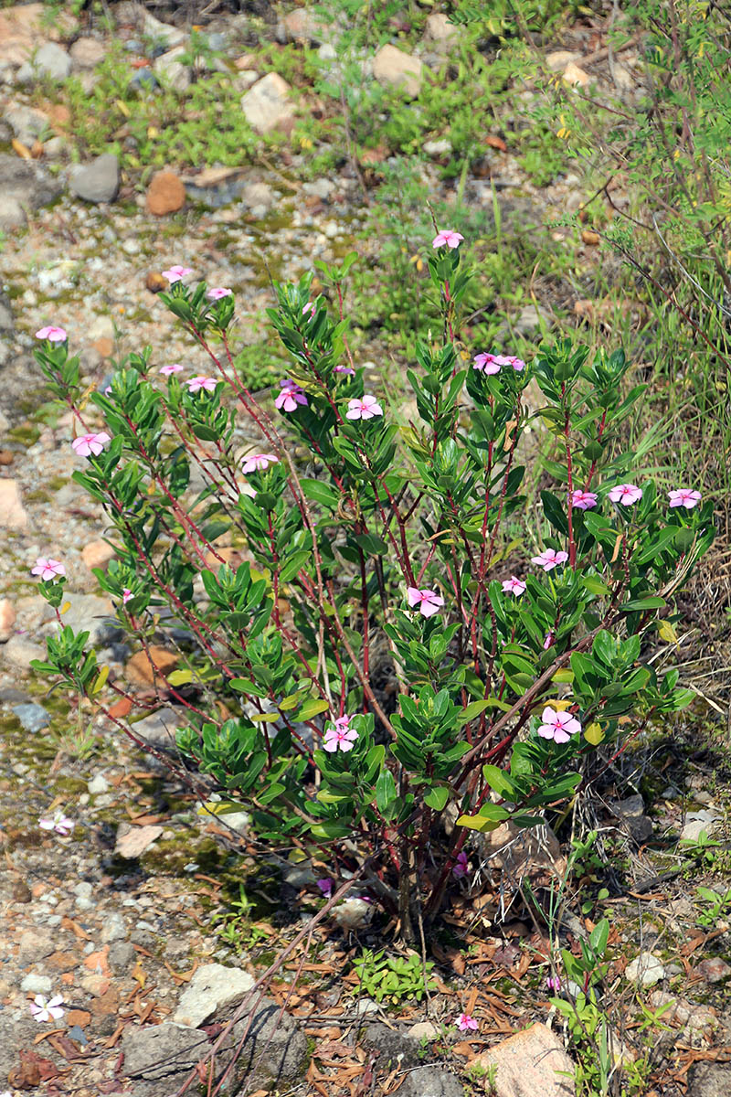 Image of Catharanthus roseus specimen.