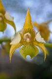 Dendrobium macrophyllum. Цветок. Папуа Новая Гвинея, регион Момасе, провинция Маданг, окр. г. Маданг. 29.08.2009.