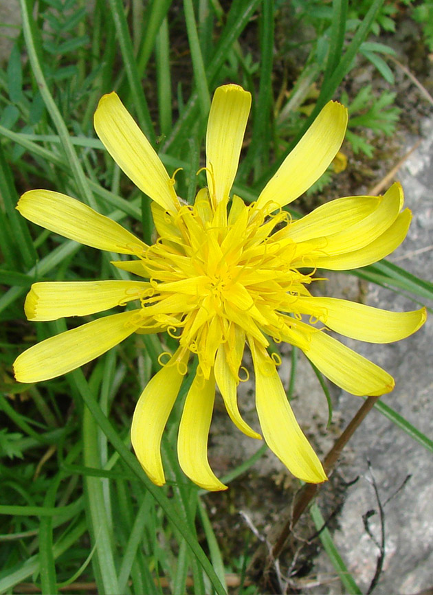 Image of Scorzonera radiata specimen.