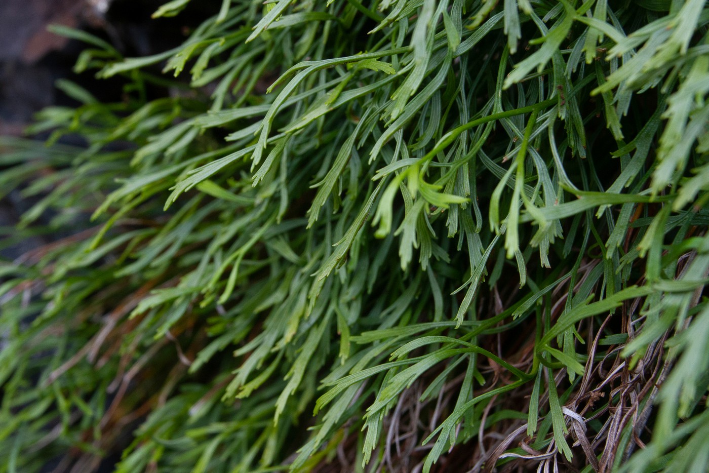 Image of Asplenium septentrionale specimen.