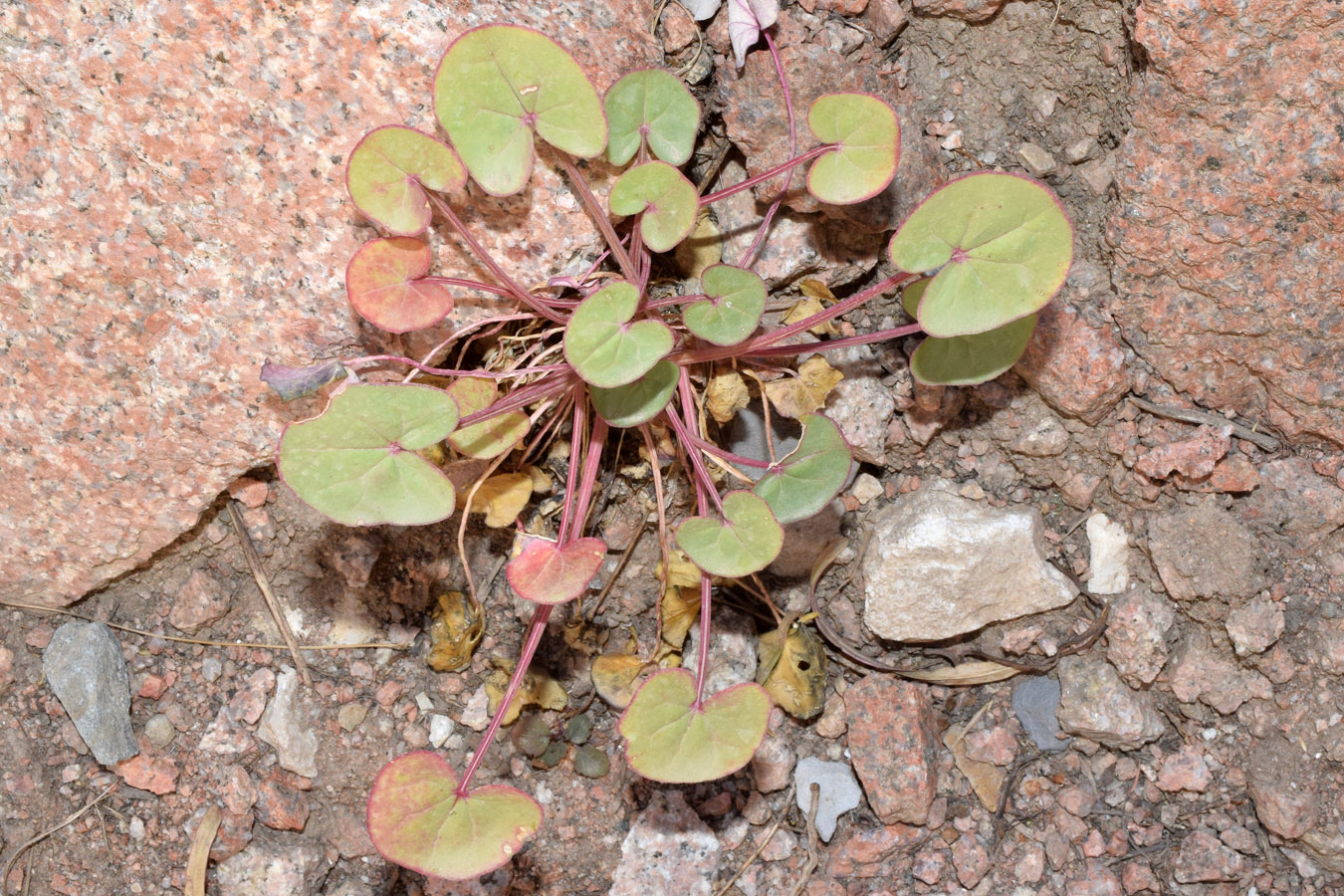 Image of Oxyria digyna specimen.