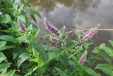 Mentha longifolia. Верхушка цветущего растения. Краснодарский край, м/о г. Геленджик, окр. пос. Возрождение, склон горы Михайловская, берег пруда. 29.10.2022.