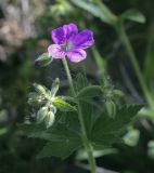 Geranium sylvaticum. Цветок и бутоны. Пермский край, Кунгурский р-н, правый берег р. Сылва, ур. Камень Ермак, берёзово-сосновый лес, опушка. 04.06.2022.