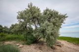 Elaeagnus angustifolia. Взрослое дерево. Ростовская обл., Неклиновский р-н, окр. хут. Мержаново, каменистый берег. 03.06.2018.