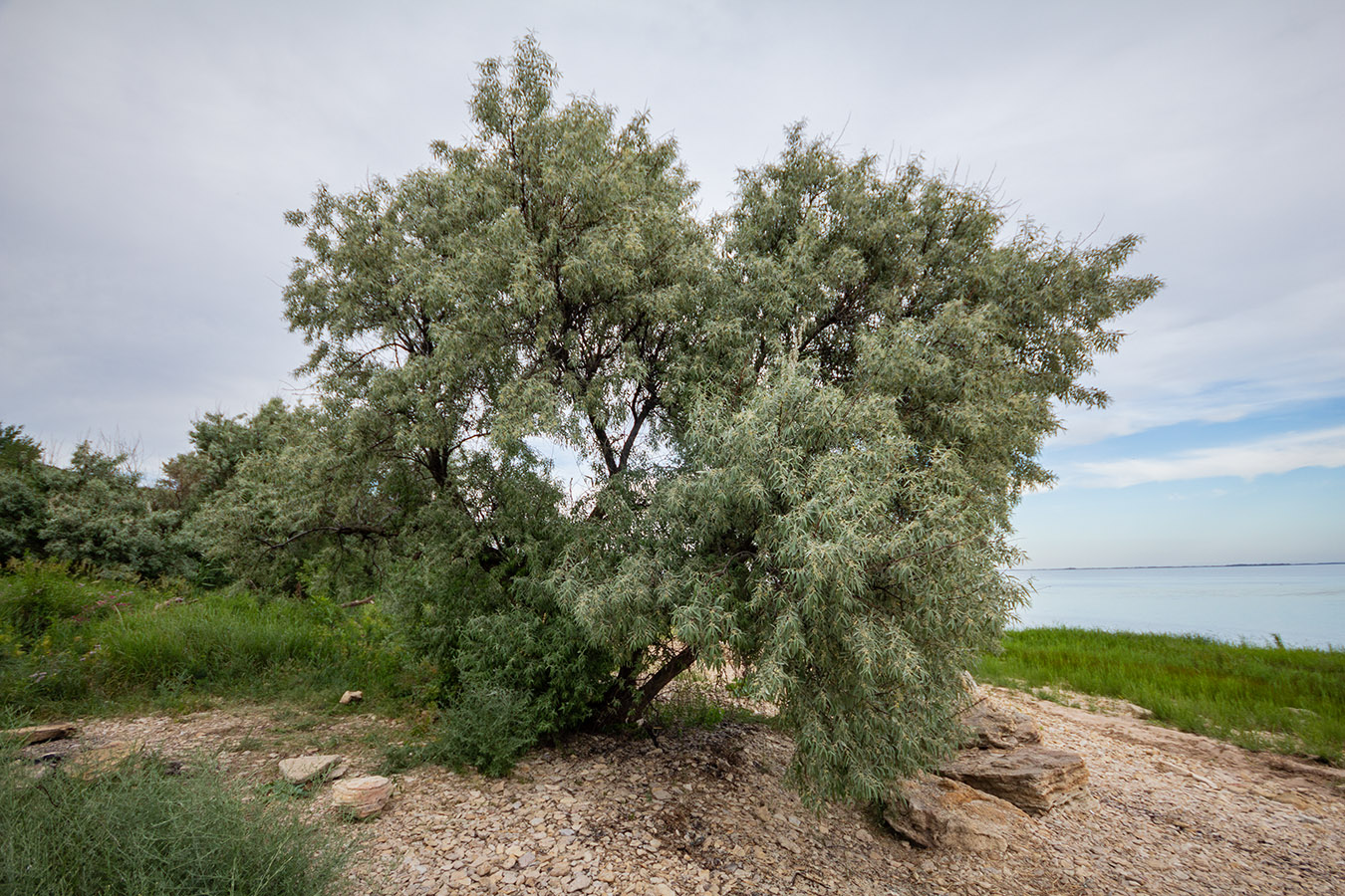 Image of Elaeagnus angustifolia specimen.