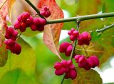 Euonymus europaeus