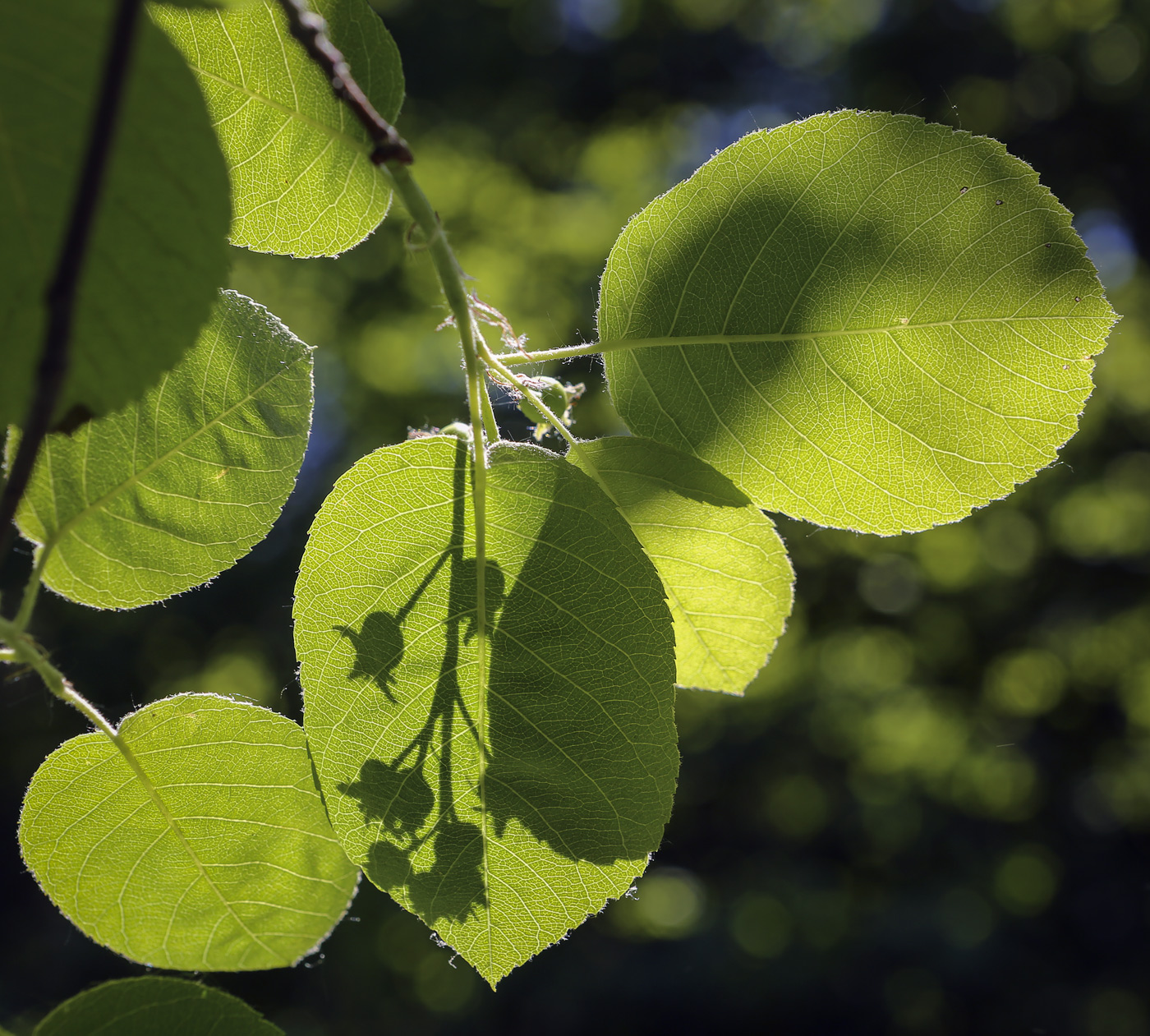 Image of Amelanchier canadensis specimen.