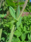 Lathyrus pisiformis