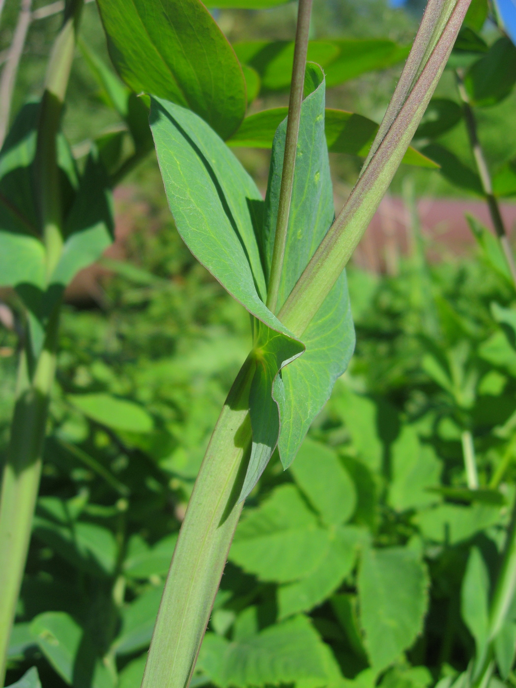 Image of Lathyrus pisiformis specimen.