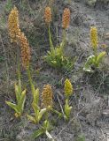 Orchis × wulffiana