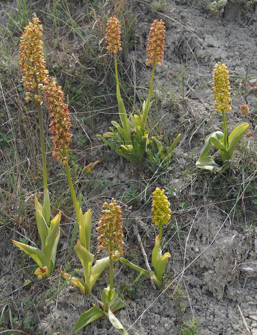 Image of Orchis &times; wulffiana specimen.