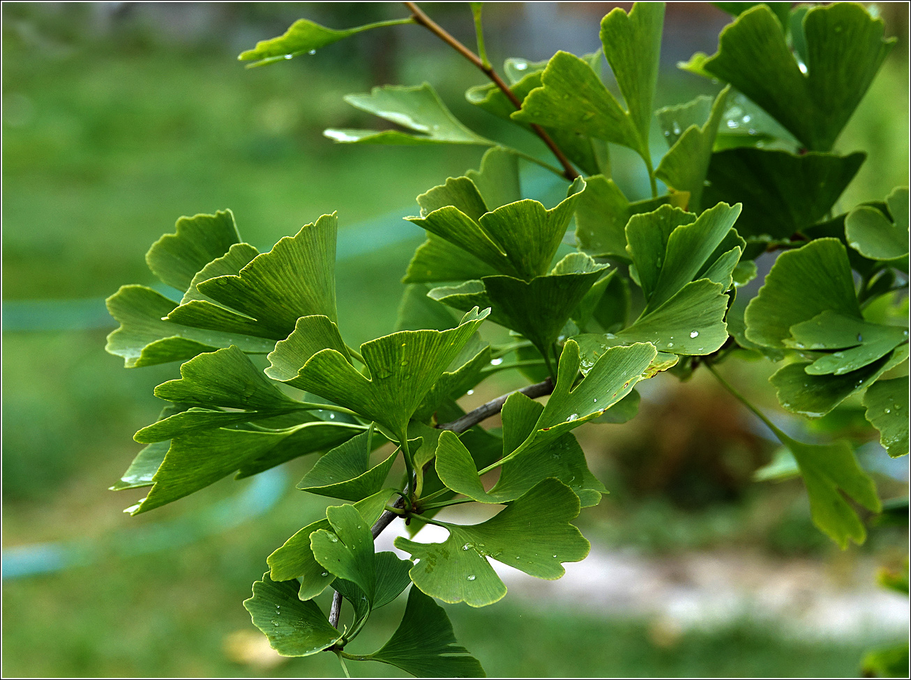 Image of Ginkgo biloba specimen.