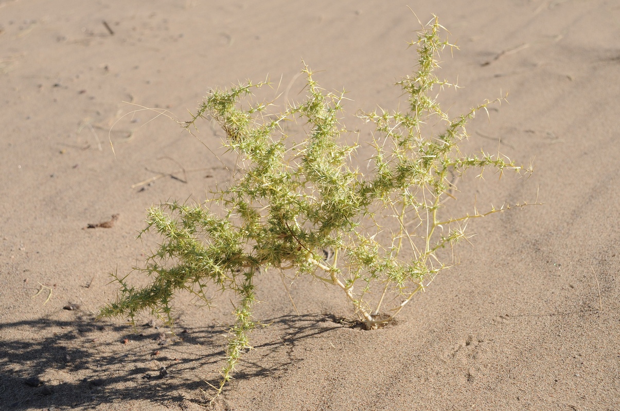 Image of Agriophyllum pungens specimen.