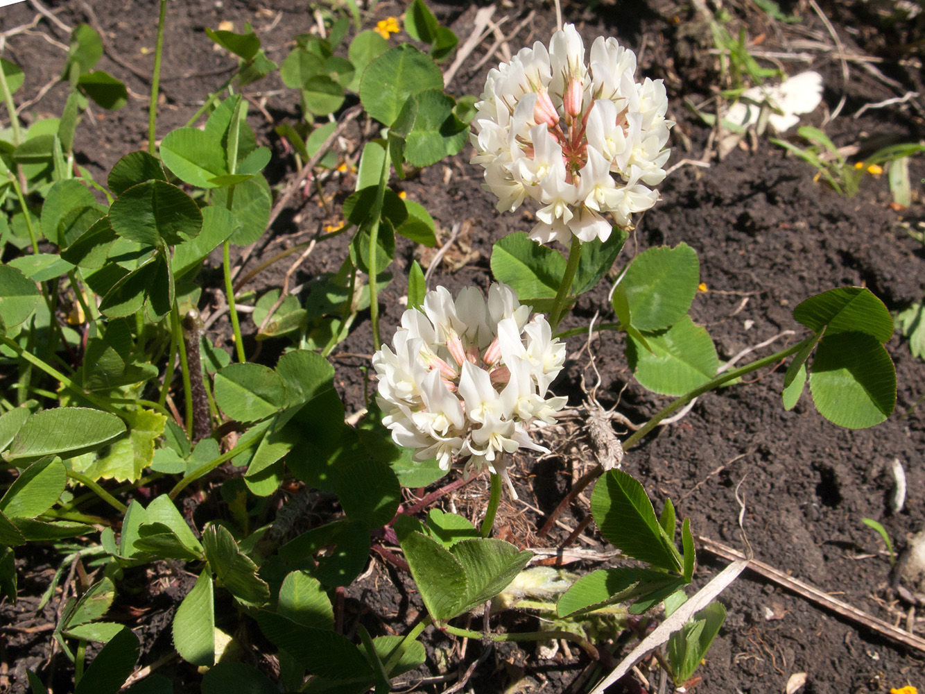 Image of Trifolium repens specimen.
