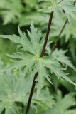 Aconitum leucostomum